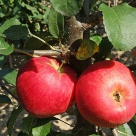 Prunus red topaz