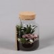 Terrarium Composition - Verre 3 plantes