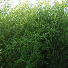 Phyllostachys bissetti - Bambou