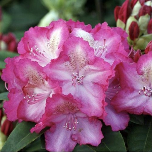 Rhododendron sternzauber