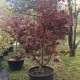 Acer palmatum 'bloodgood' (érable du Japon)