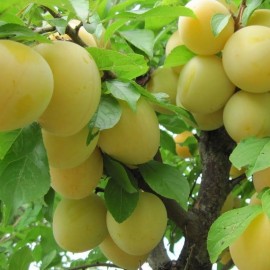 Prunus domestica 'Reine-Claude d'Oullins