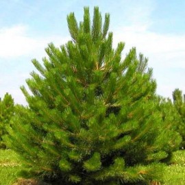 Pinus nigra autriaca Pin noir d’Autriche