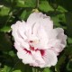 Hibiscus syriacus 'Hamabo' (mauve en arbre)