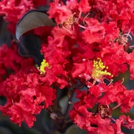 Lagerstroemia indica Best Red