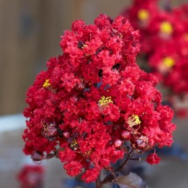 Lagerstroemia indica Enduring Summer Red