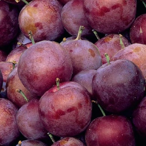 Prunus domestica 'Reine-Claude dorée' (prunier)