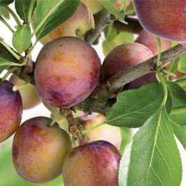 Prunus domestica Opal (prunier)