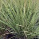 Carex Brunnea variegata