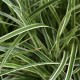 Carex Brunnea variegata