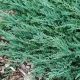 Juniperus Horiz Blue Chips