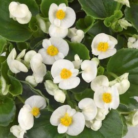 Begonia sempervirens blanc
