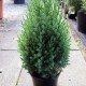 Juniperus Chinensis 'Stricta'