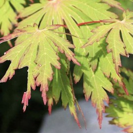 Acer japonicum aconitifolium