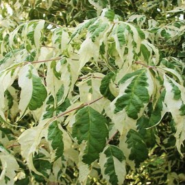 Acer negundo variegatum