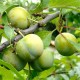 Prunus domestica 'Reine-Claude d'Oullins