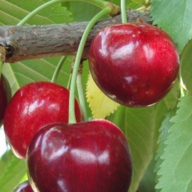 Prunus cerasus 'Reverchon' (Cerisier Reverchon)